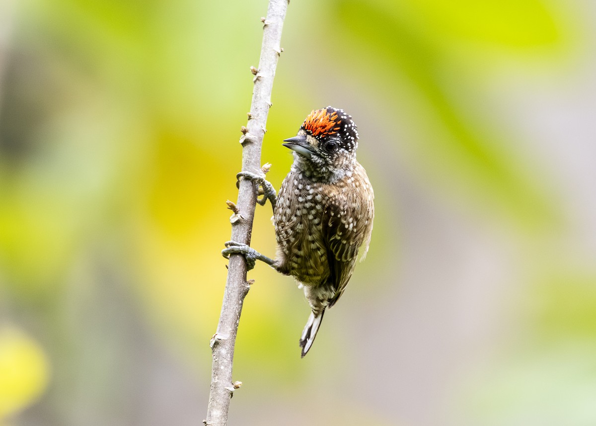 Spotted Piculet - ML646360884