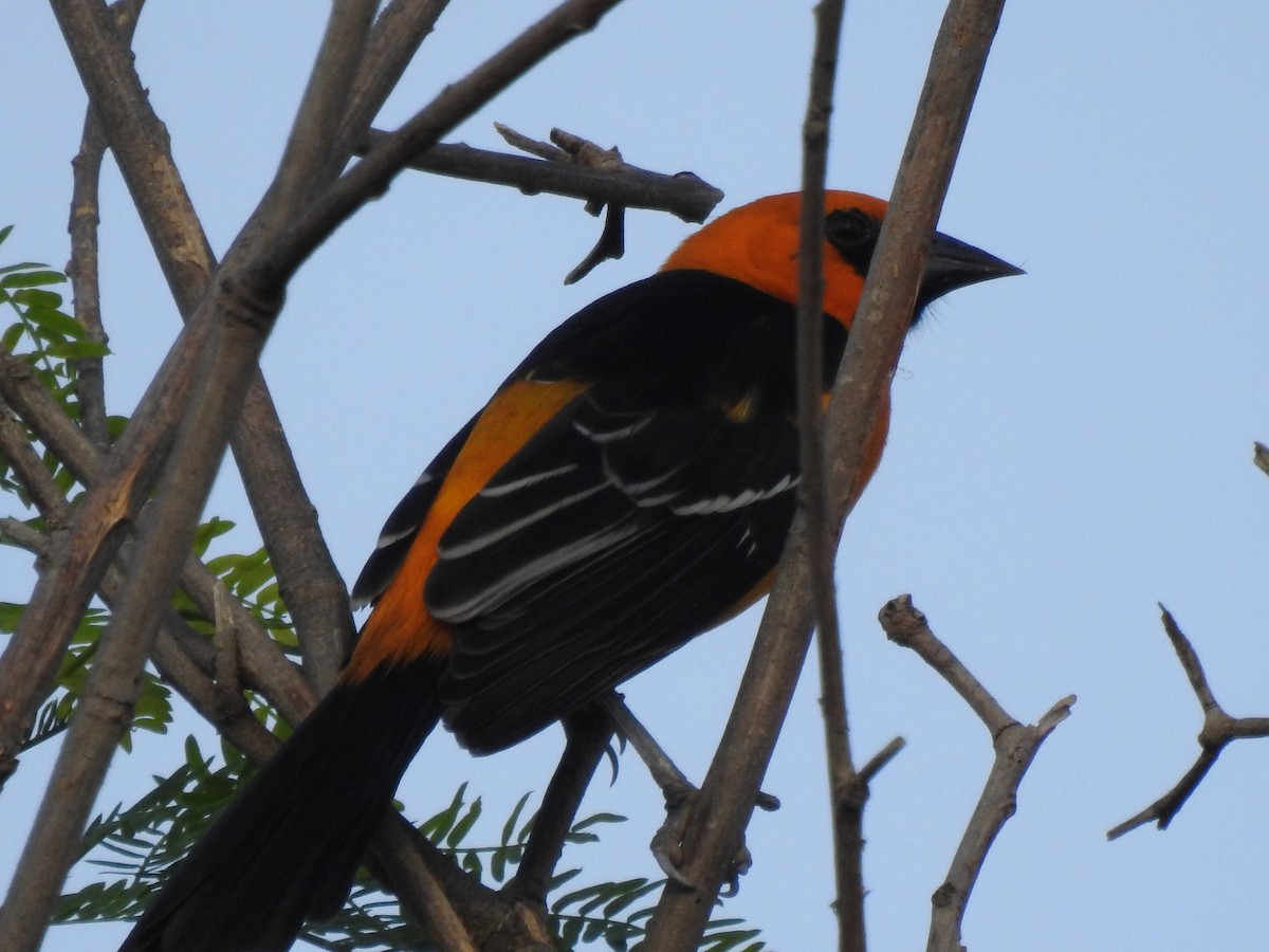 Altamira Oriole - ML646360885