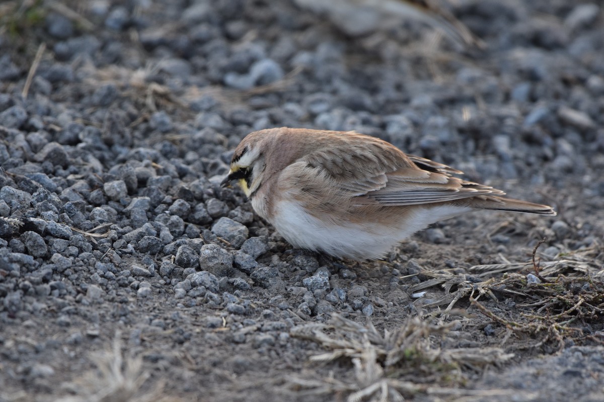 skřivan ouškatý - ML646360886