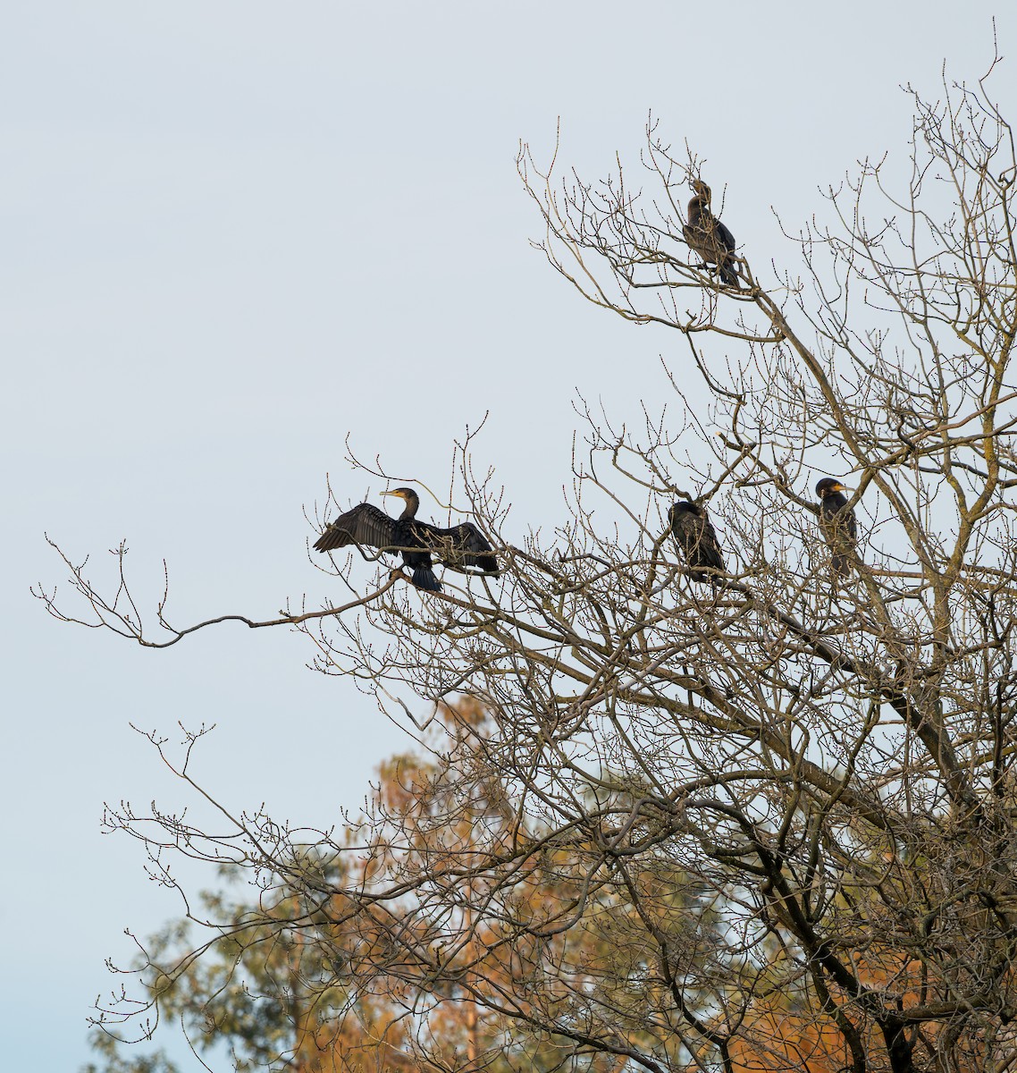 Great Cormorant - ML646360887