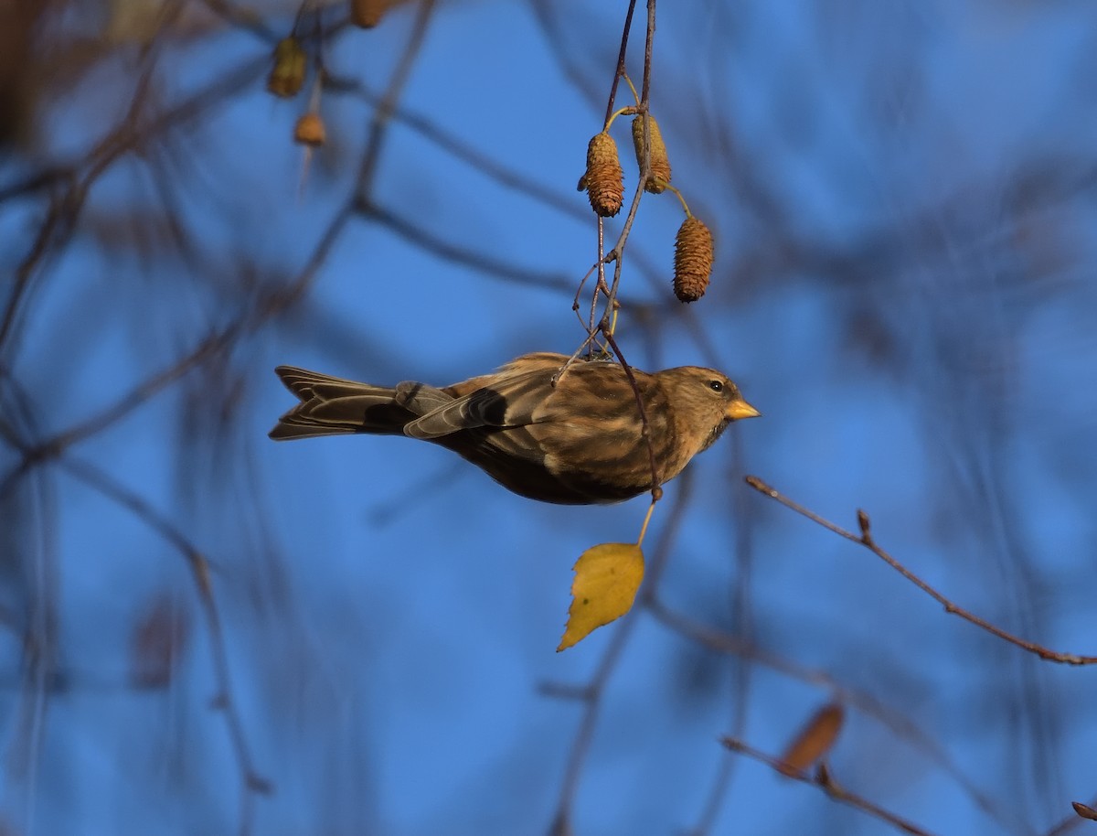 Redpoll (Common/Lesser) - ML646360889