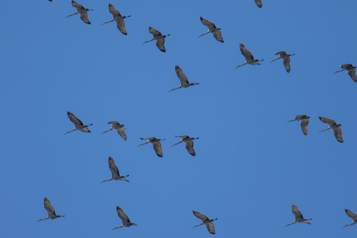 Sandhill Crane - ML646360890