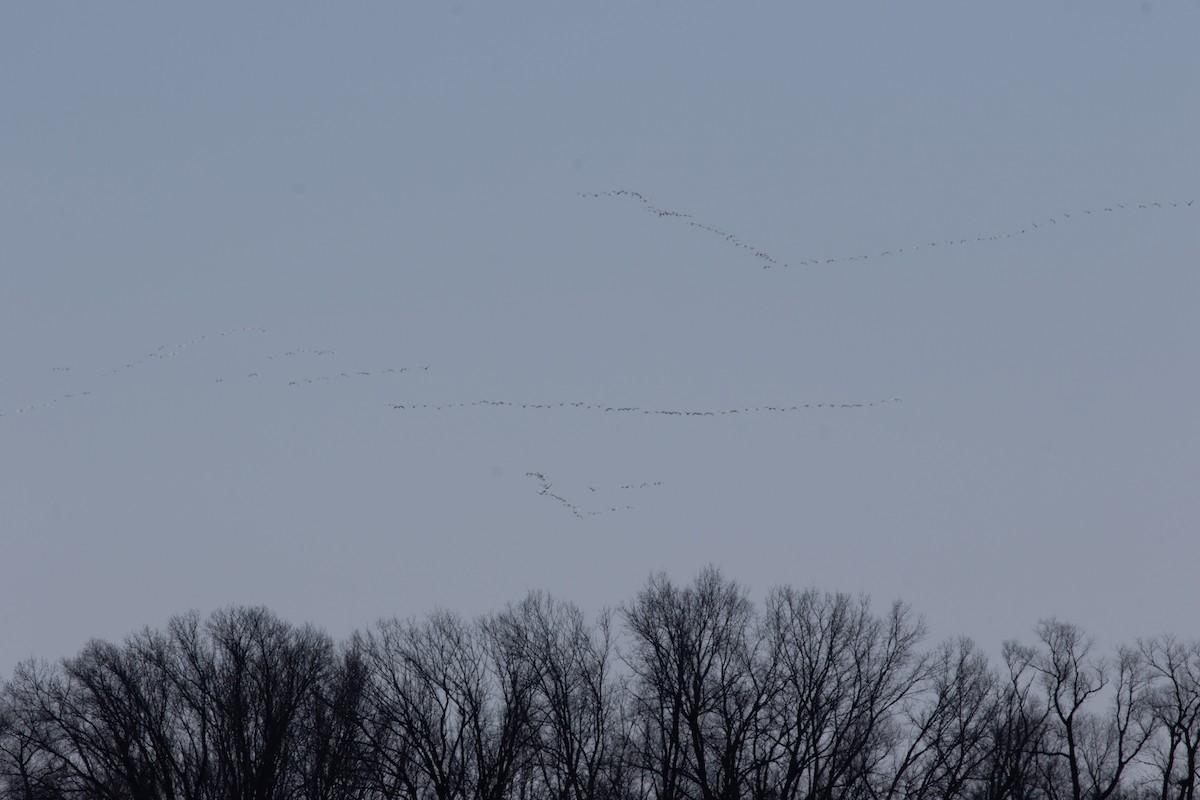 Sandhill Crane - ML646360891