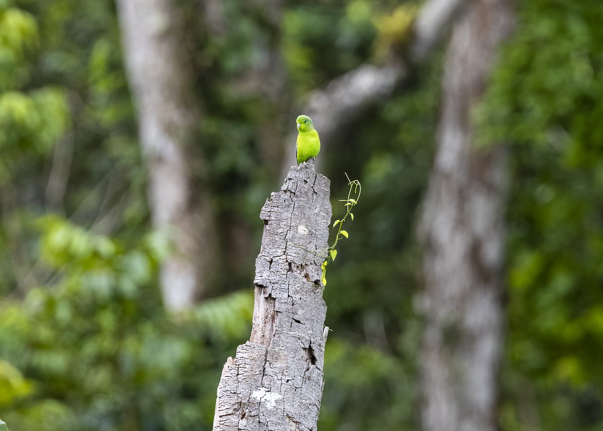 Toui de Spix - ML646360898