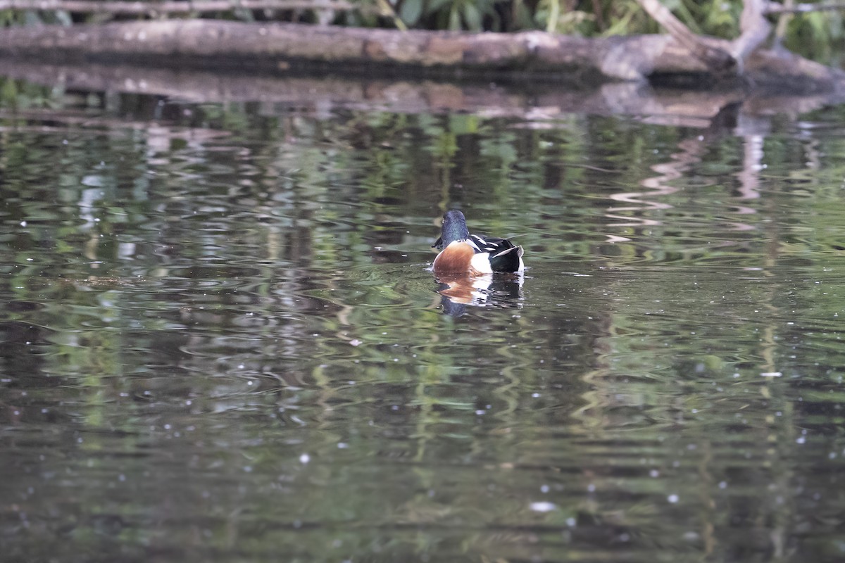 Northern Shoveler - ML646360899