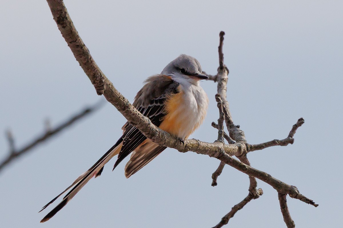 Scissor-tailed Flycatcher - ML646360909