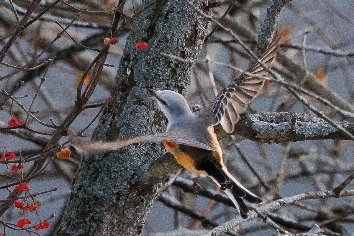 Scissor-tailed Flycatcher - ML646360910