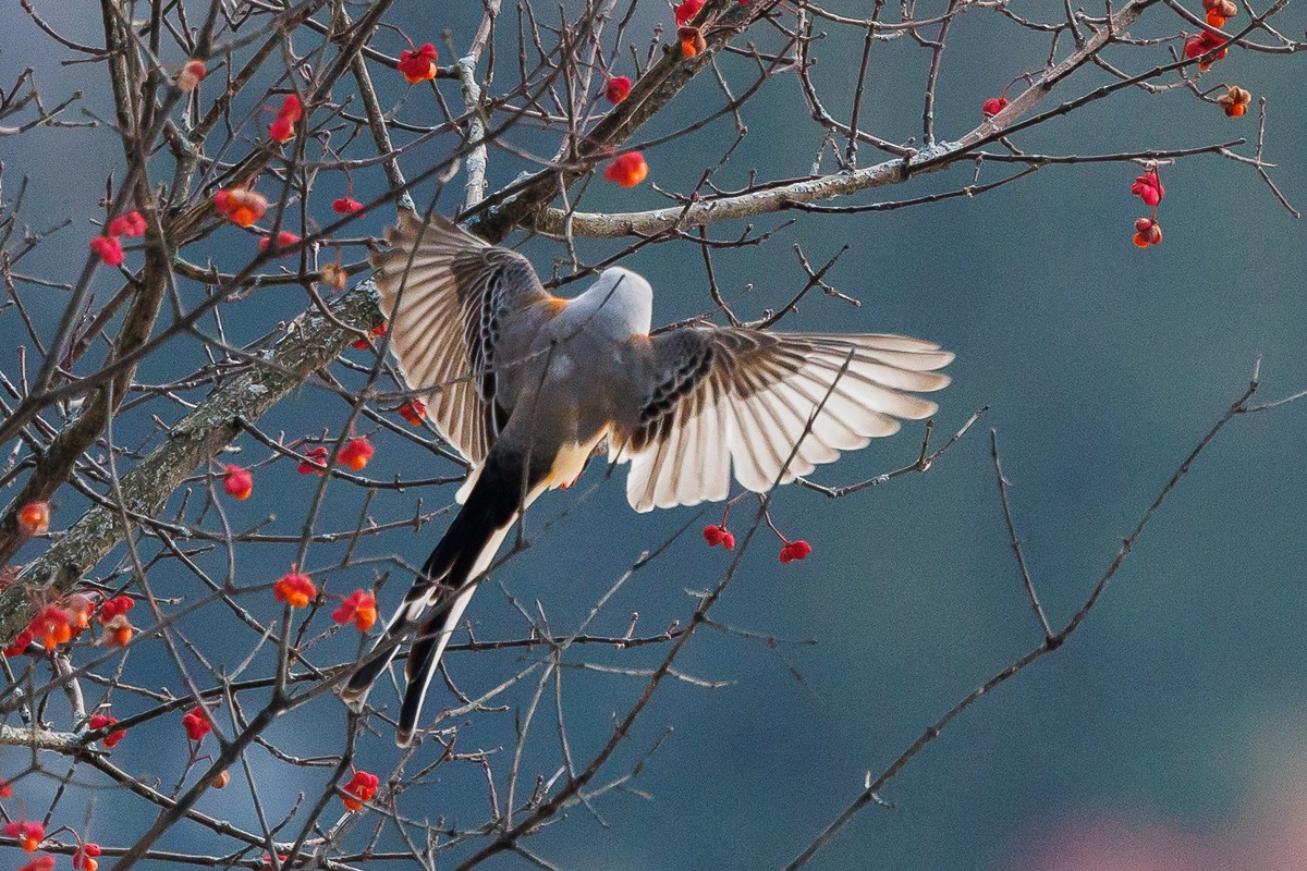 Scissor-tailed Flycatcher - ML646360911