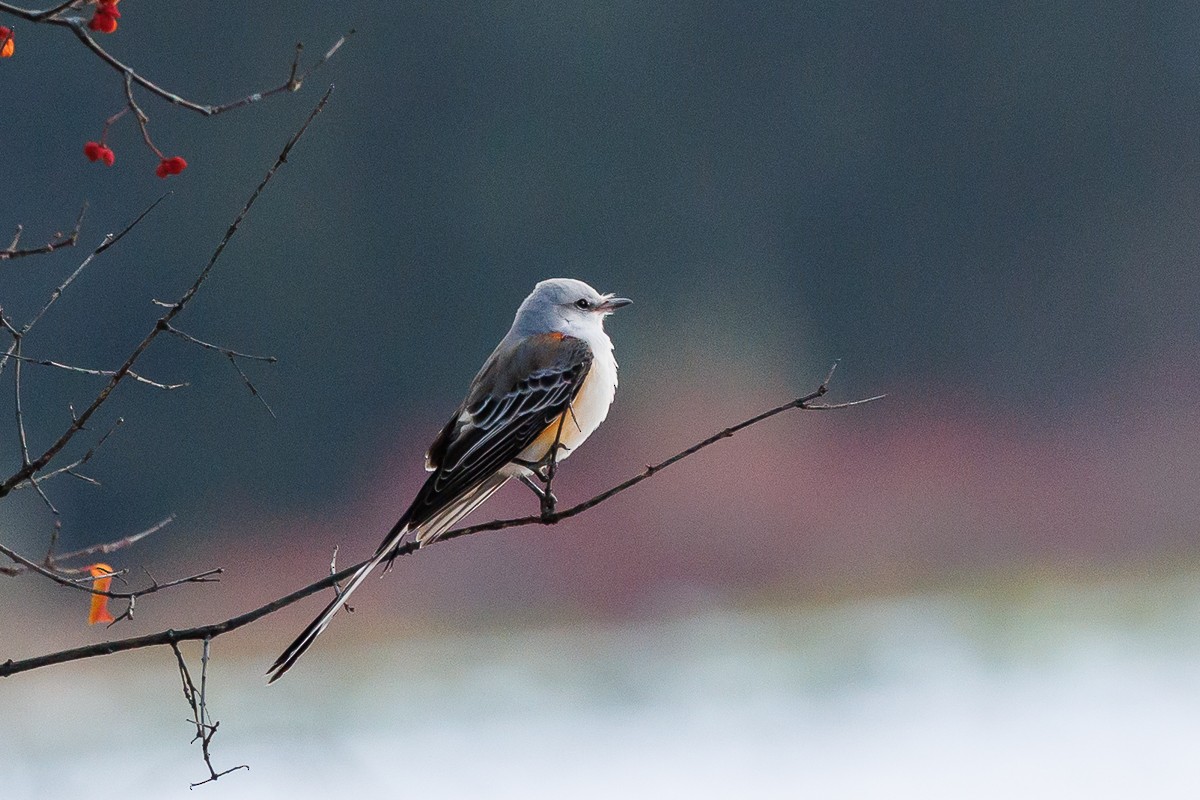 Scissor-tailed Flycatcher - ML646360912