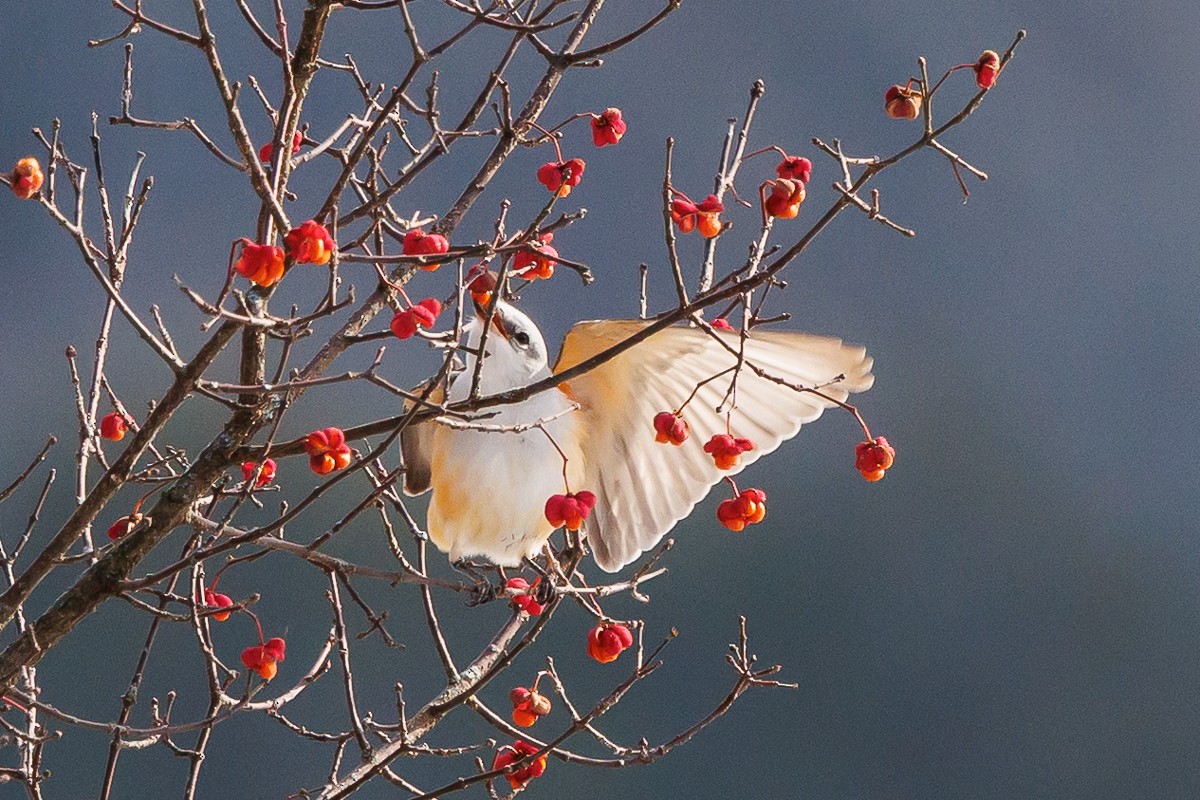 Scissor-tailed Flycatcher - ML646360914