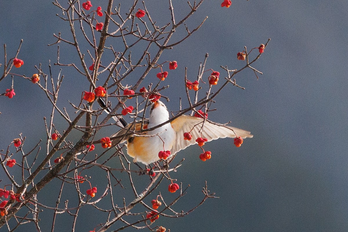Scissor-tailed Flycatcher - ML646360915