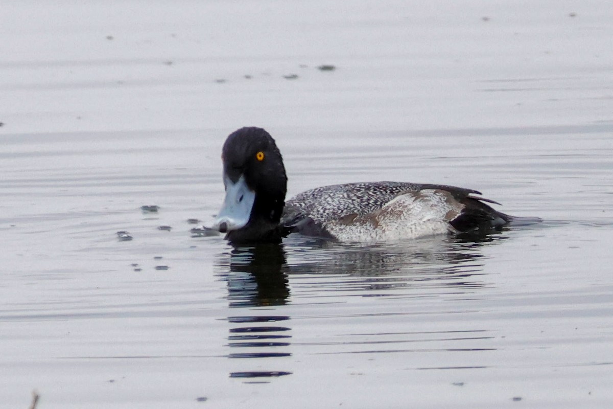 Lesser Scaup - ML646360917