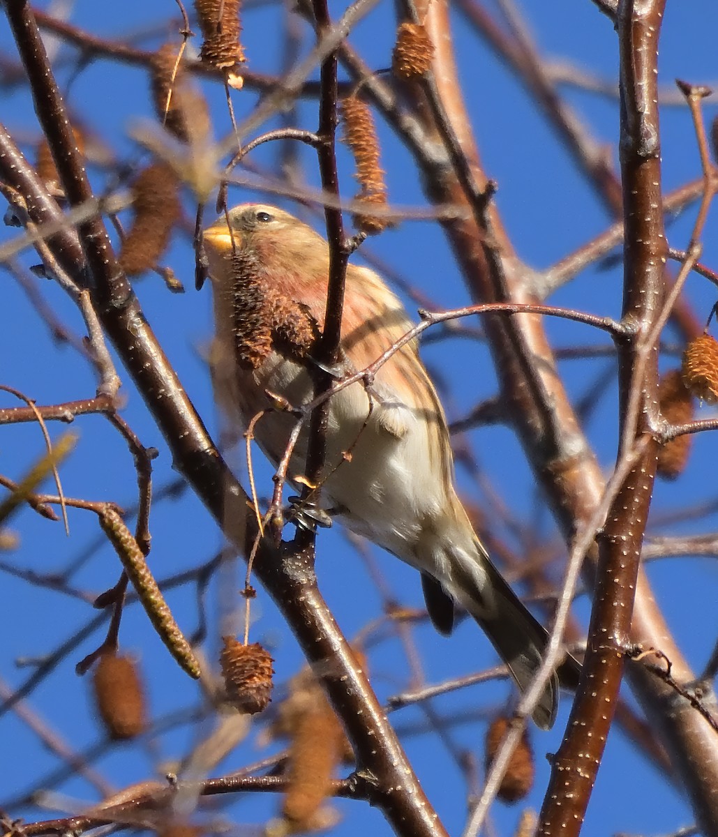 Redpoll - ML646360918