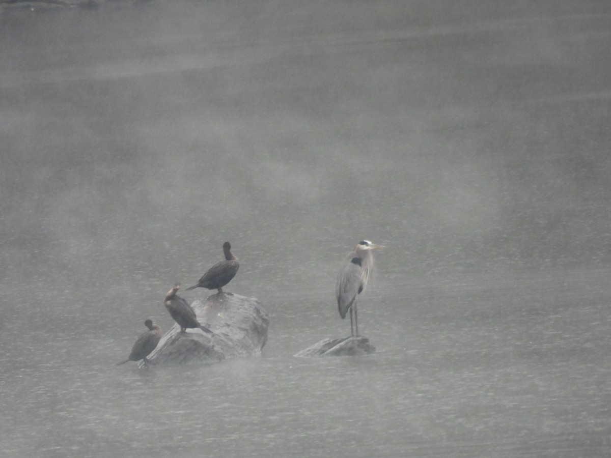 Double-crested Cormorant - ML646360920