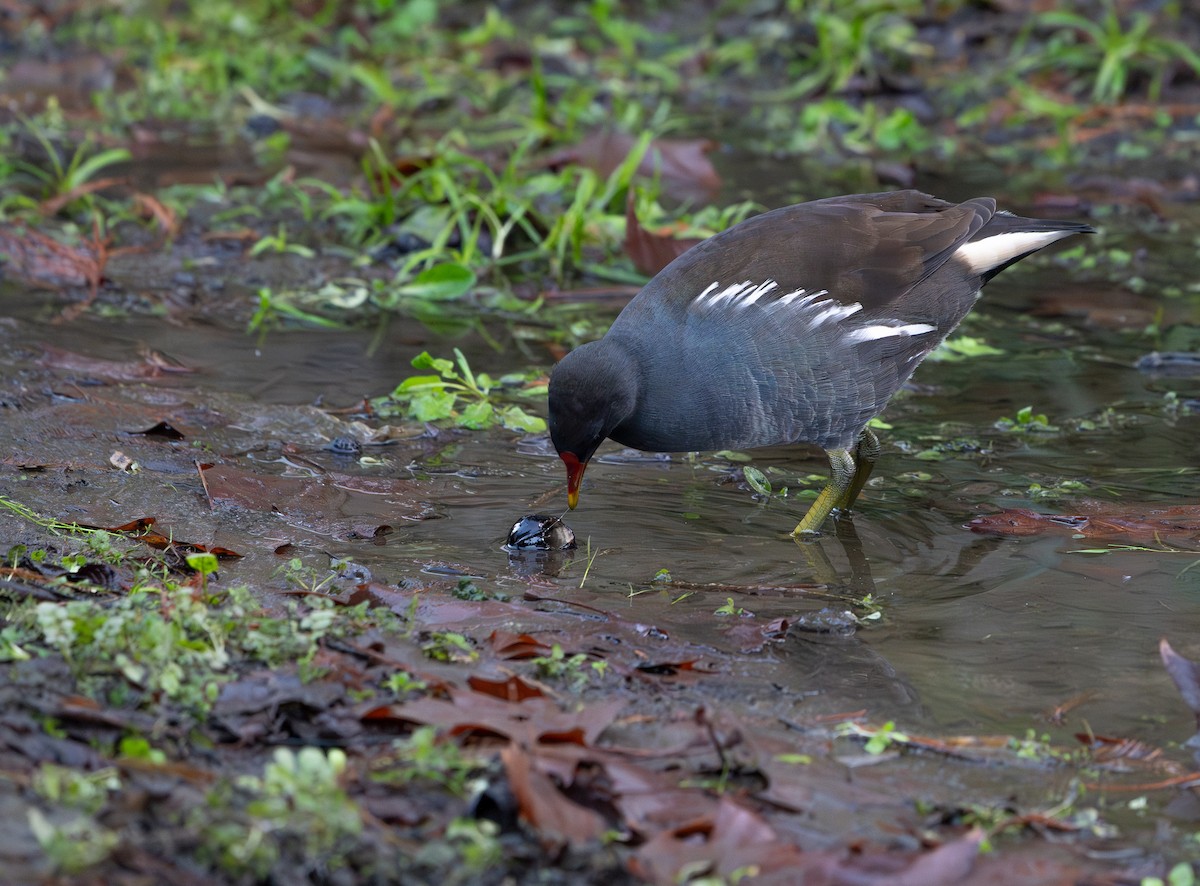 Eurasian Moorhen - ML646360921
