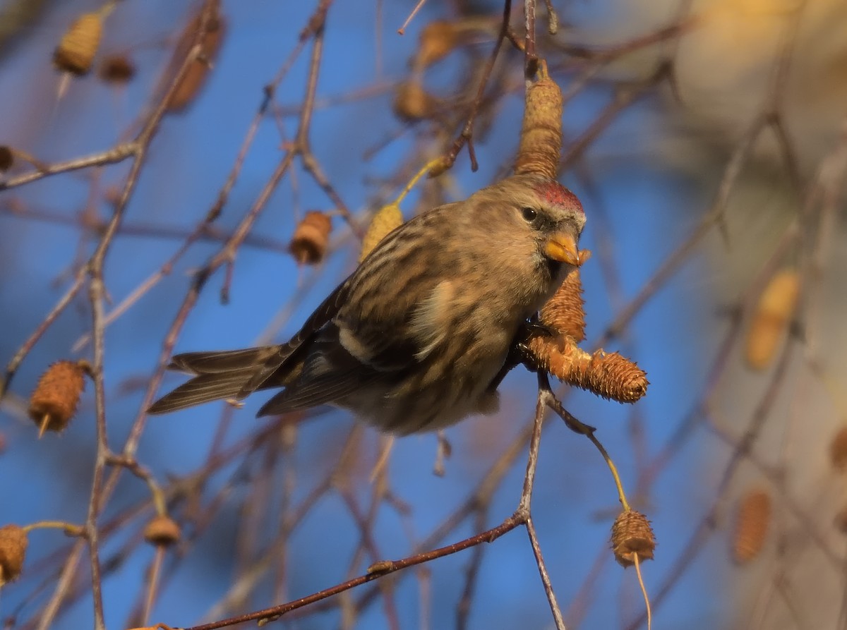Redpoll - ML646360935