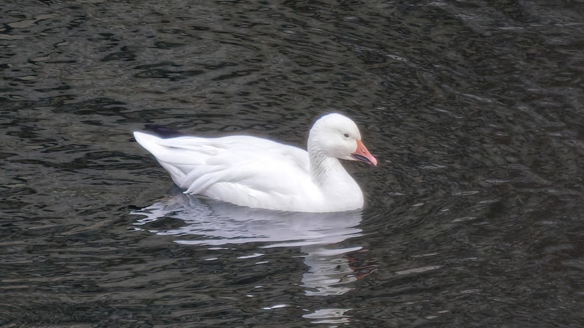 husa sněžní - ML646360943