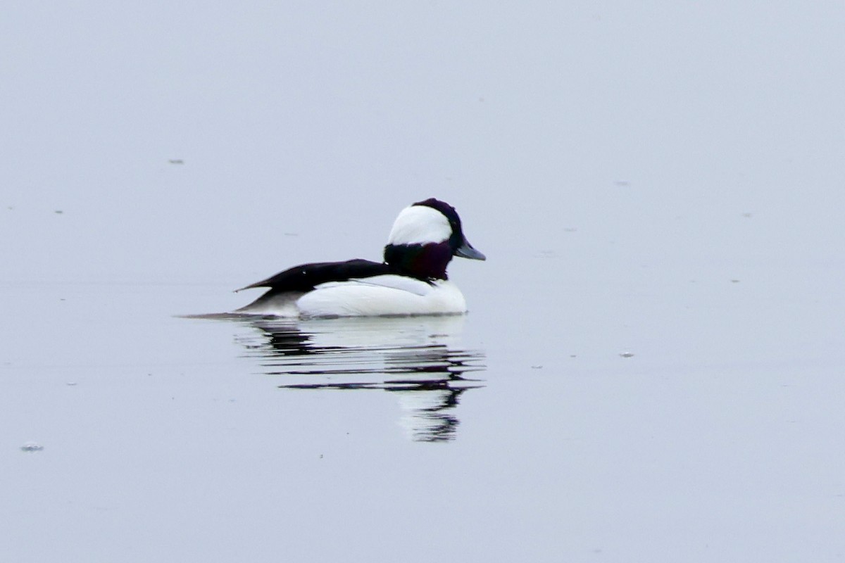 Bufflehead - ML646360944