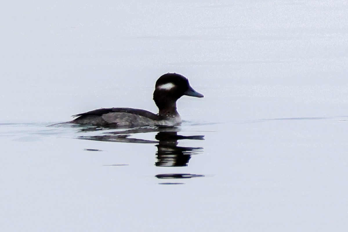 Bufflehead - ML646360945