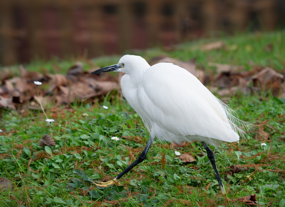 Little Egret - ML646360951