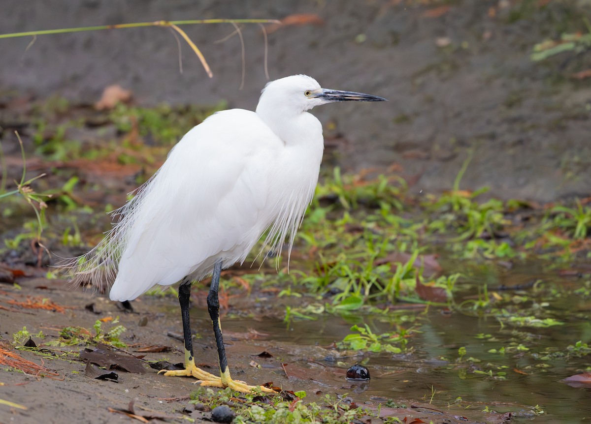 Little Egret - ML646360952