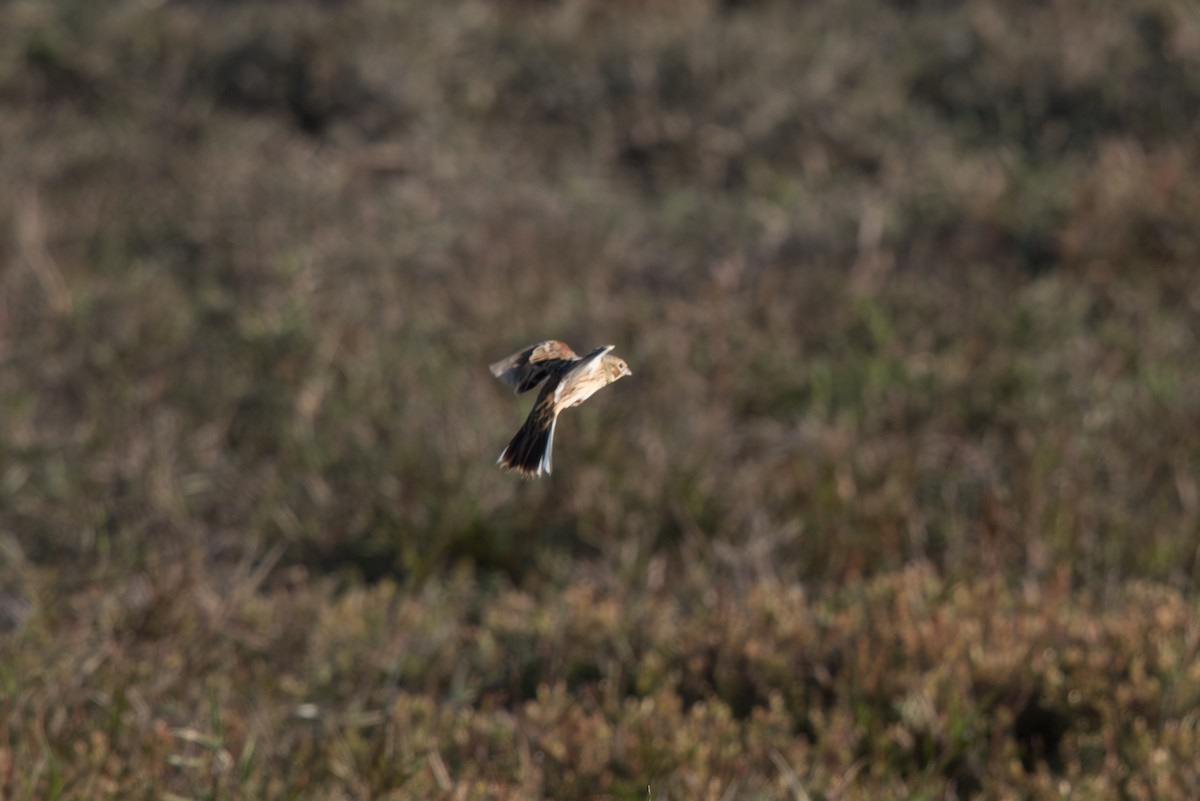 גיבתון חום-לחי - ML646360954