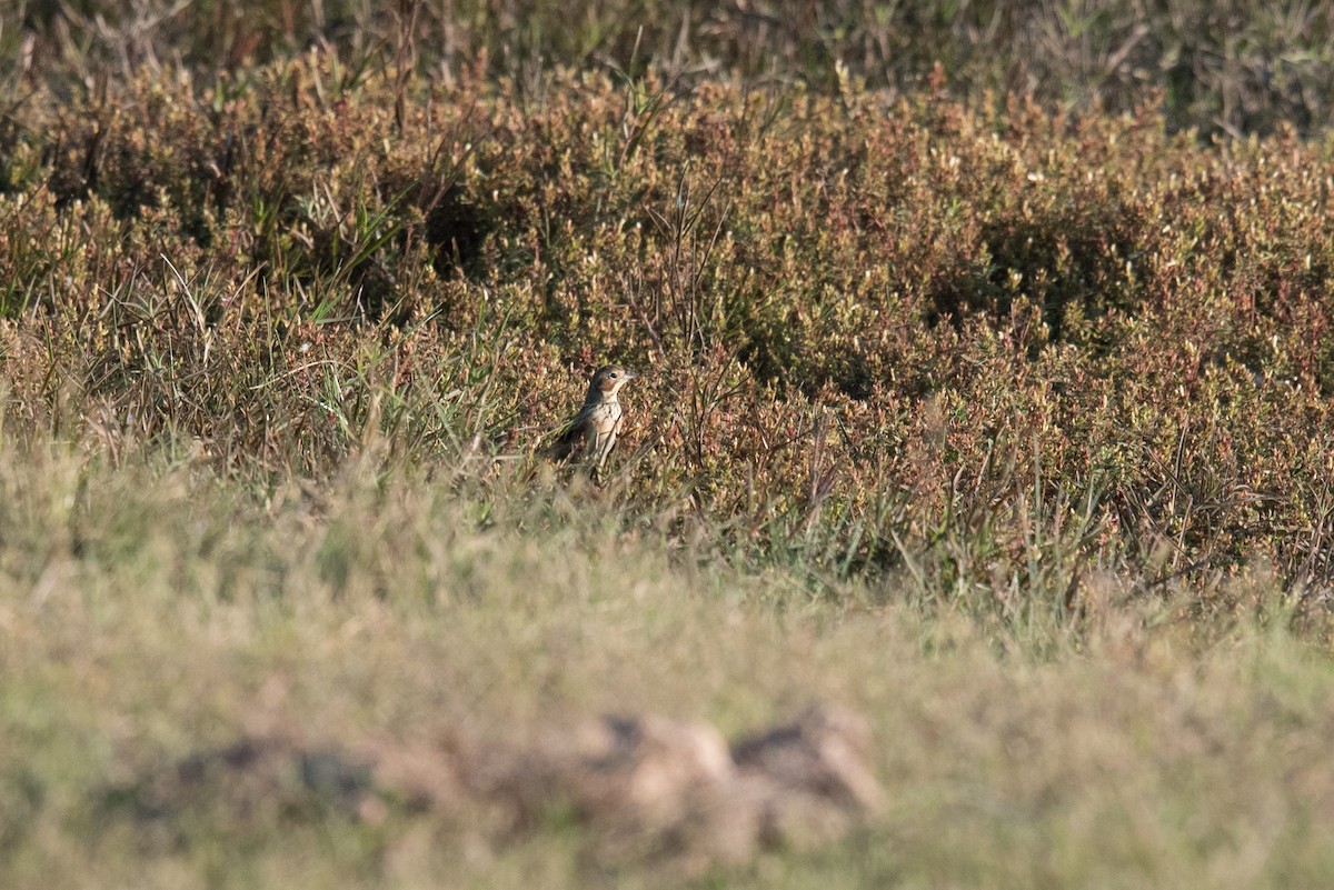 גיבתון חום-לחי - ML646360955