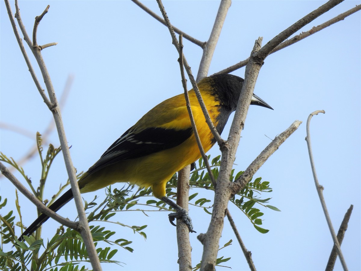 Audubon's Oriole (Audubon's) - ML646360957