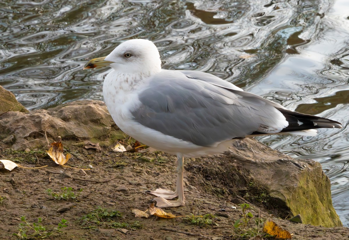 European Herring Gull - ML646360959