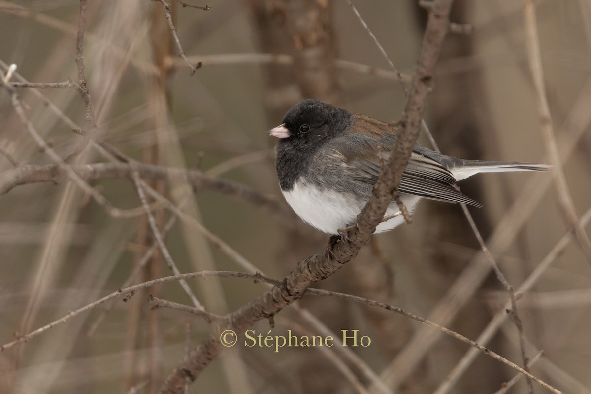 Dark-eyed Junco (cismontanus) - ML646360961