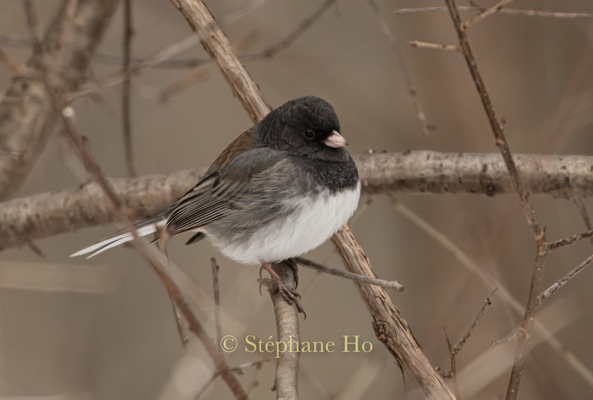 Dark-eyed Junco (cismontanus) - ML646360962