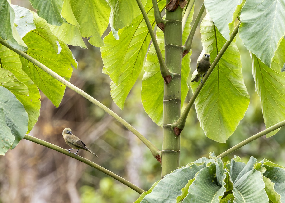 Palmentangare - ML646360963