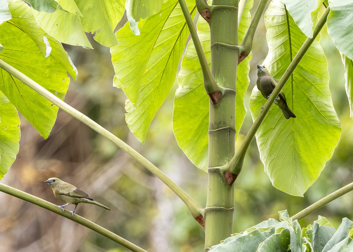 Palmentangare - ML646360964