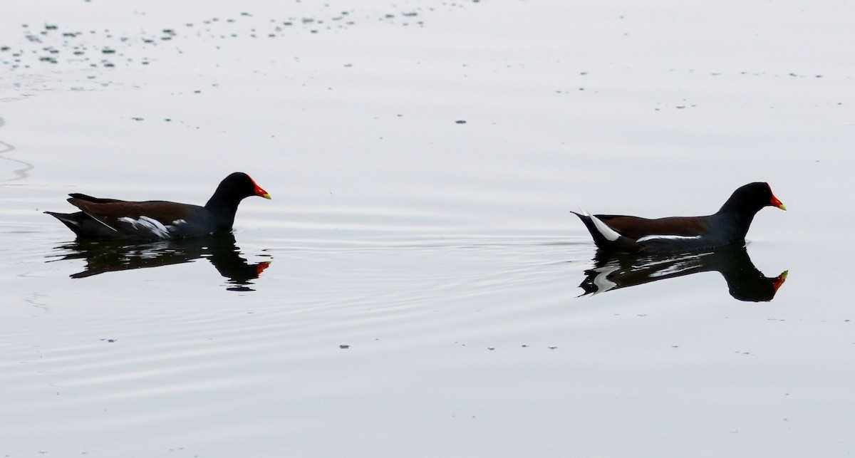 slípka americká - ML646360969