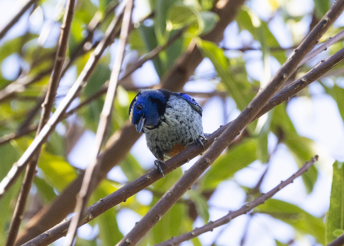 Opal-rumped Tanager (Silver-breasted) - ML646360970