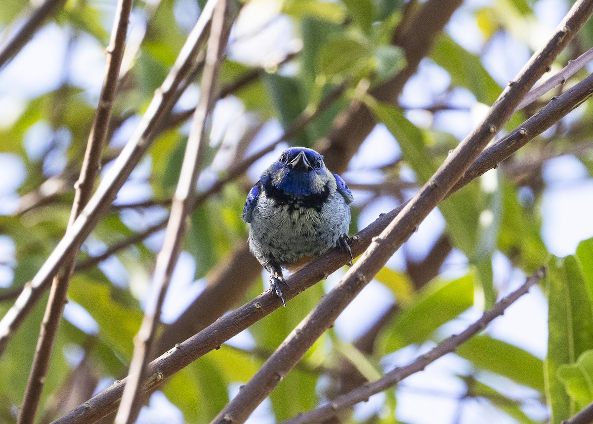 Opal-rumped Tanager (Silver-breasted) - ML646360971