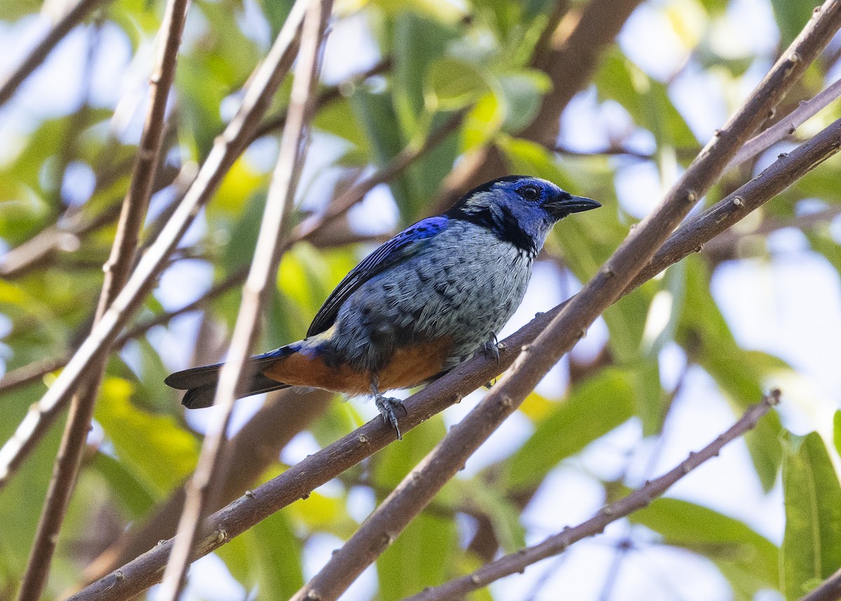 Opal-rumped Tanager (Silver-breasted) - ML646360972