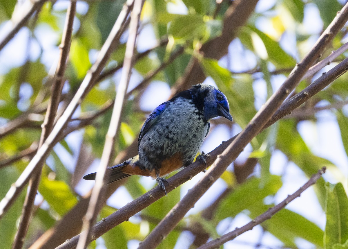 Opal-rumped Tanager (Silver-breasted) - ML646360973