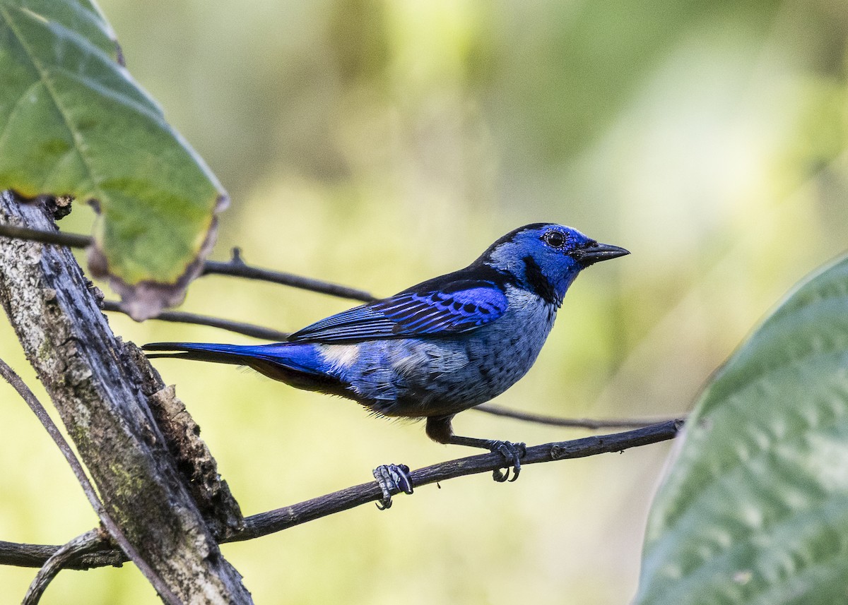 Opal-rumped Tanager (Silver-breasted) - ML646360974