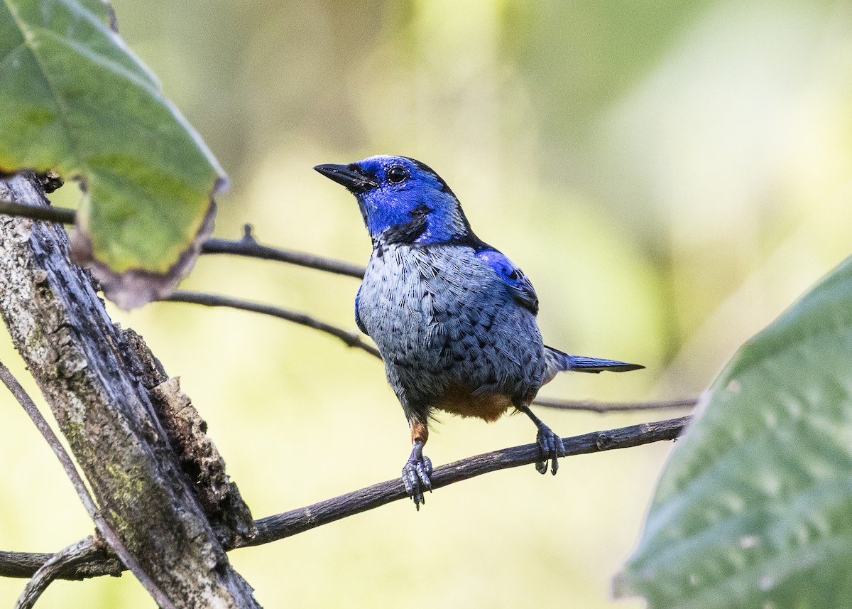Opal-rumped Tanager (Silver-breasted) - ML646360975