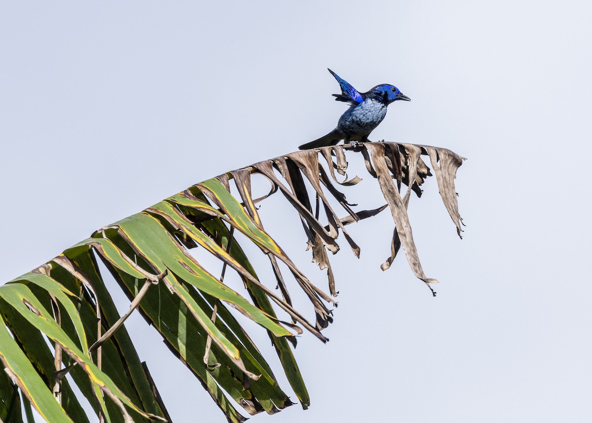 Opal-rumped Tanager (Silver-breasted) - ML646360976