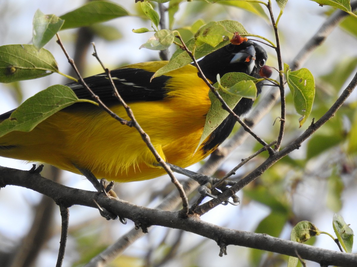 Audubon's Oriole (Audubon's) - ML646360977