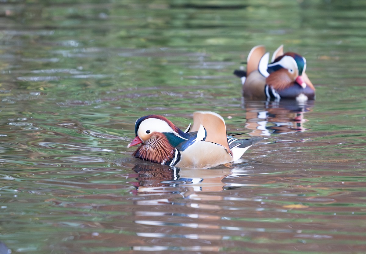Mandarin Duck - ML646360978