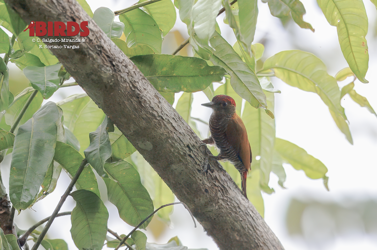 Red-rumped Woodpecker - ML646360979