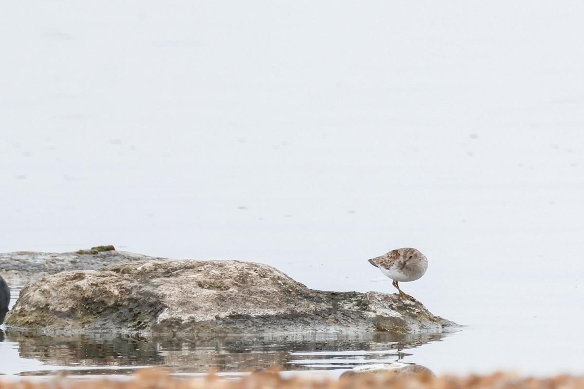 Least Sandpiper - ML646360981