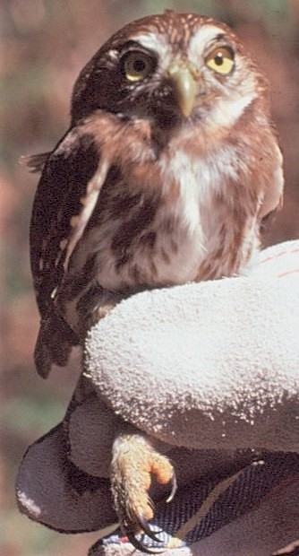 Peruvian Pygmy-Owl - ML646360989