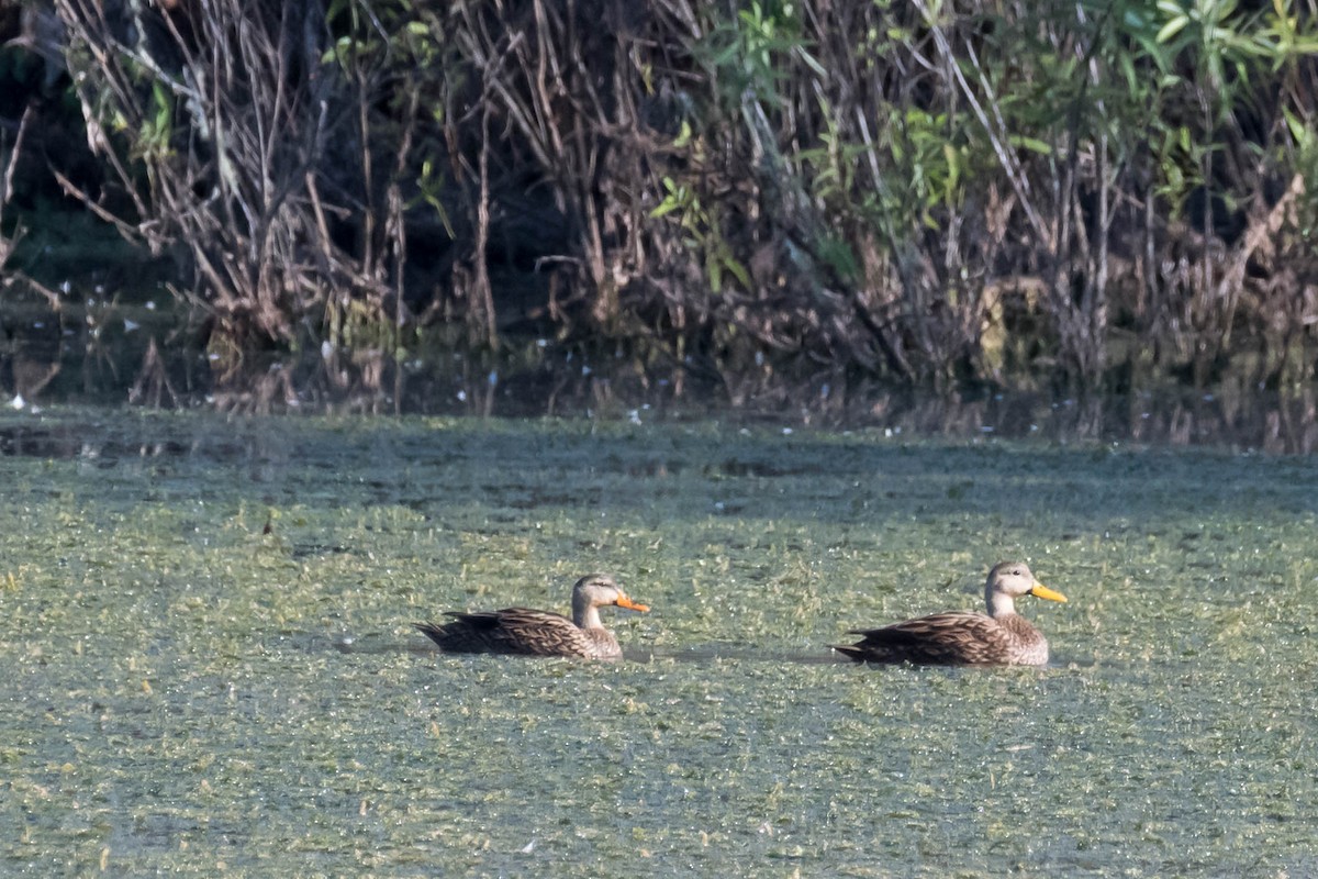Mottled Duck (Florida) - ML646360994