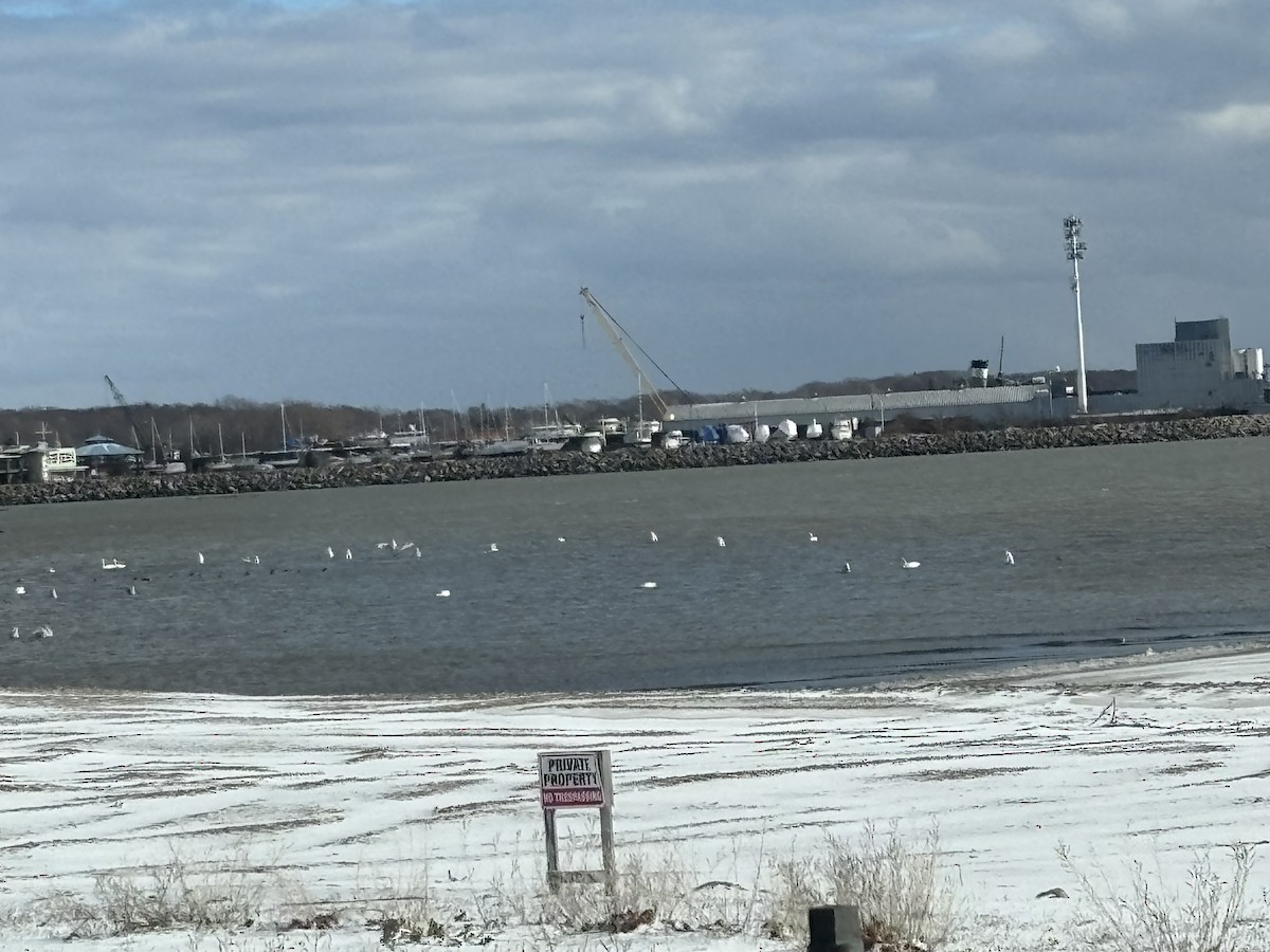 Tundra Swan - ML646360996