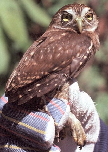 Peruvian Pygmy-Owl - ML646360997