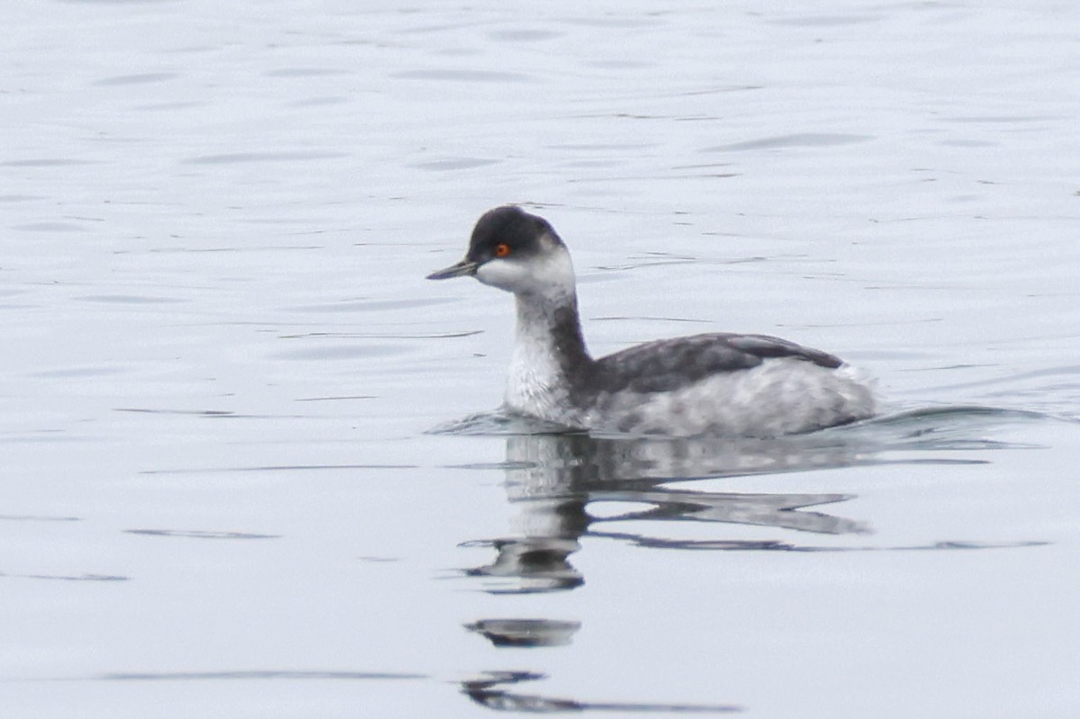 potápka černokrká - ML646361008